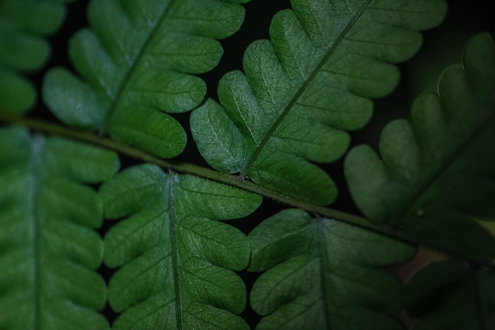 green leafed plant