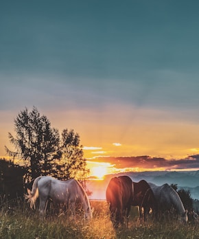 three assorted-color horses standing on green grass