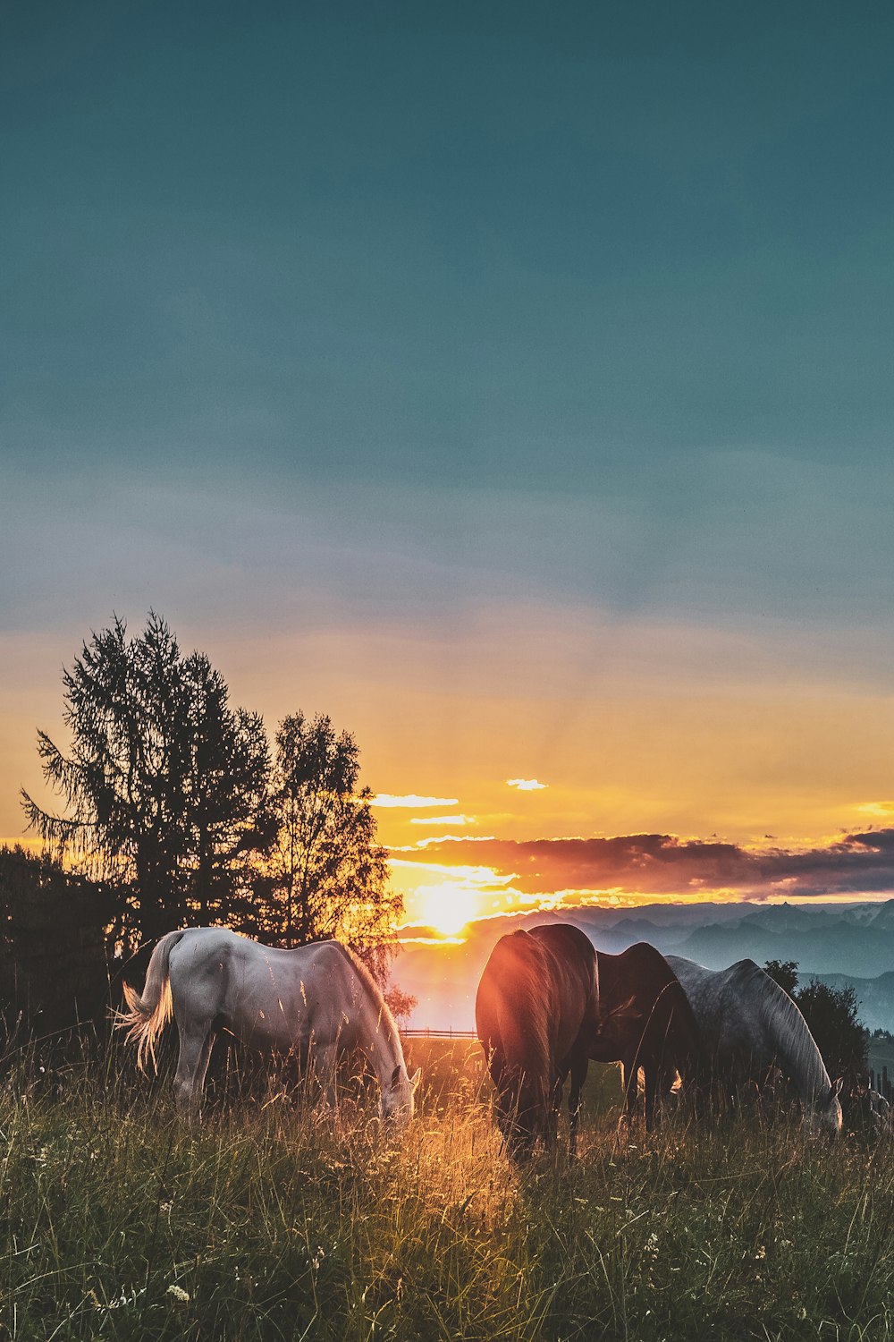 three assorted-color horses standing on green grass