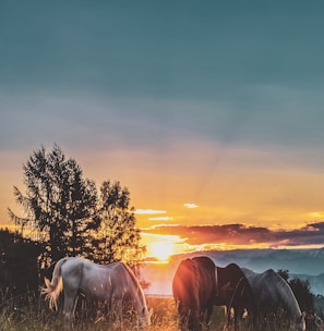 three assorted-color horses standing on green grass