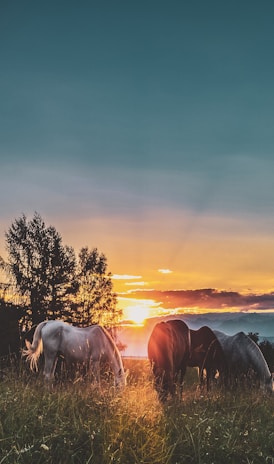 three assorted-color horses standing on green grass