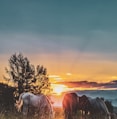 three assorted-color horses standing on green grass