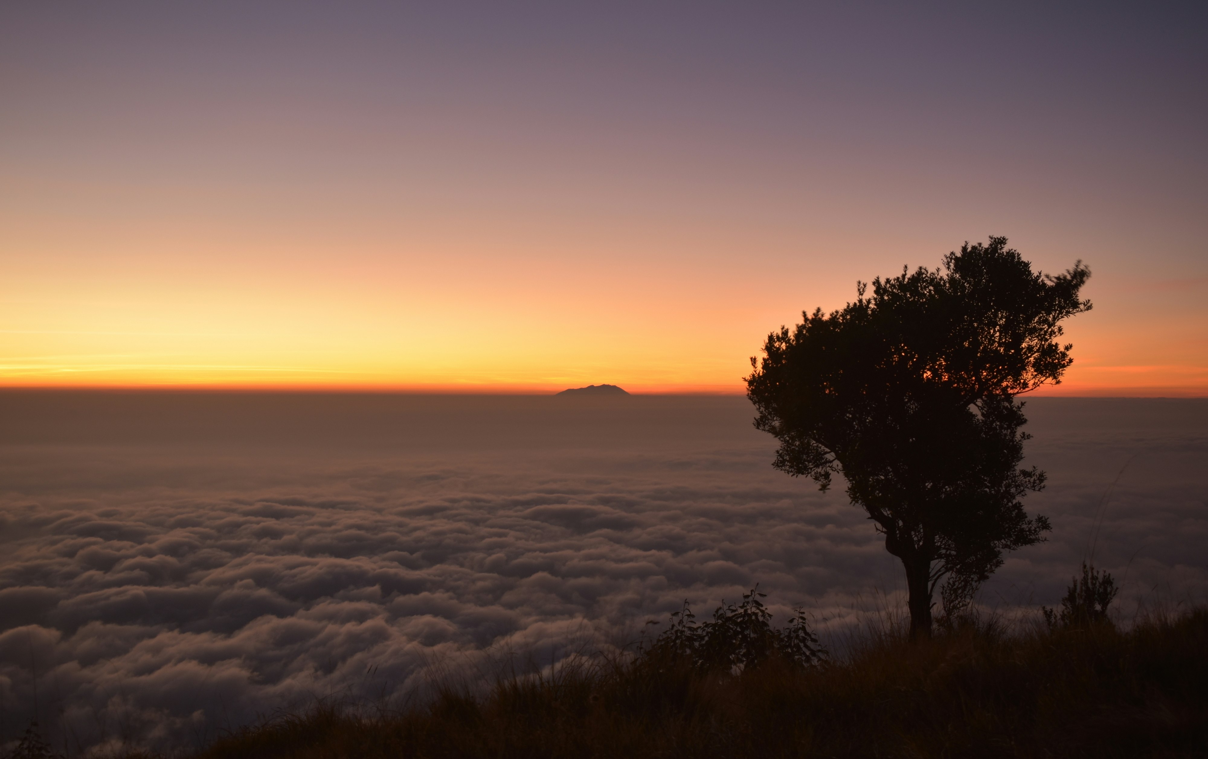 tree on top of hill