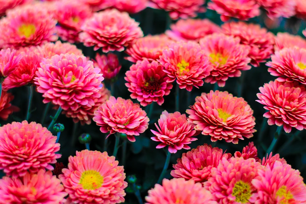 pink flowering plant