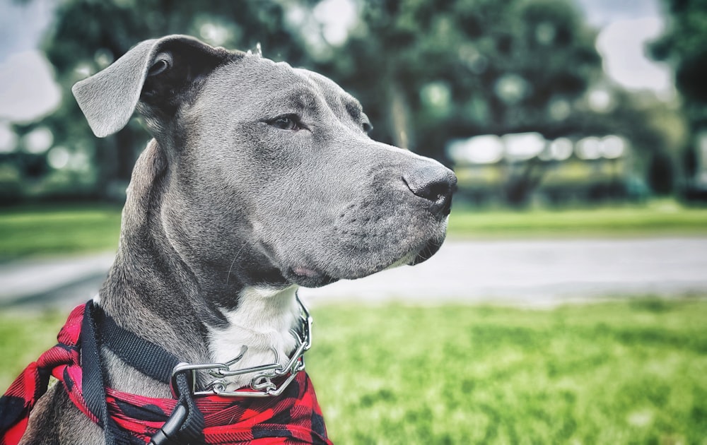 short-coated black and white dog