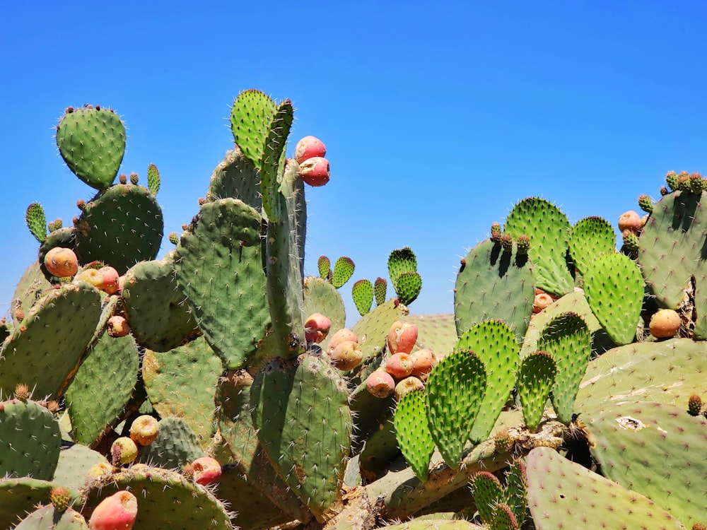 Plantas de cactus verdes