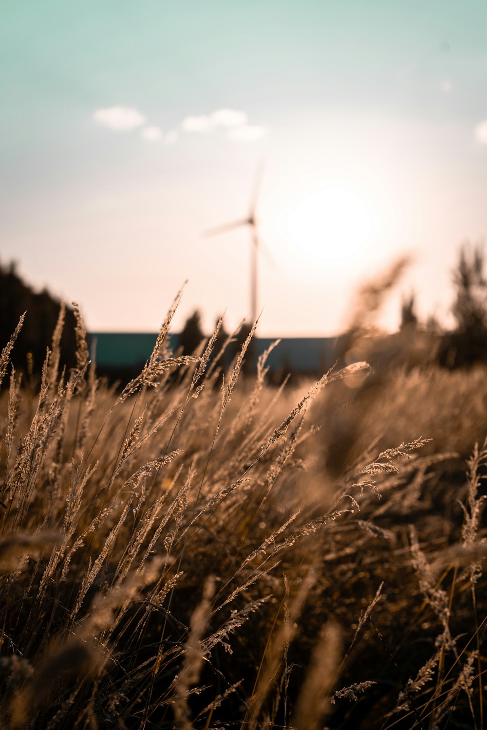 brown grass field during daytime