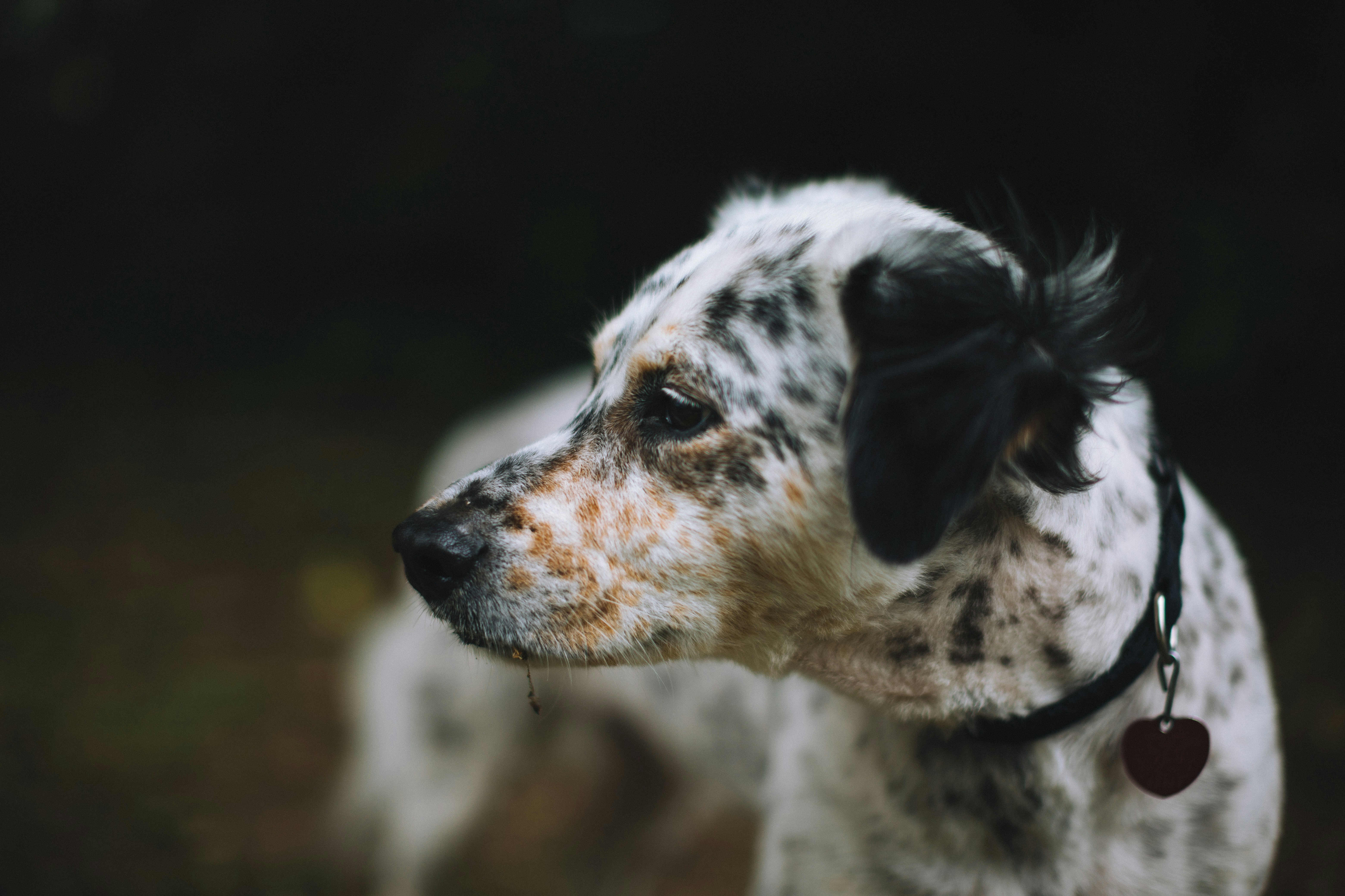 shallow focus photography of white and black dog