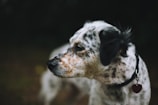 A close-up of a stylish pet collar with a tag.