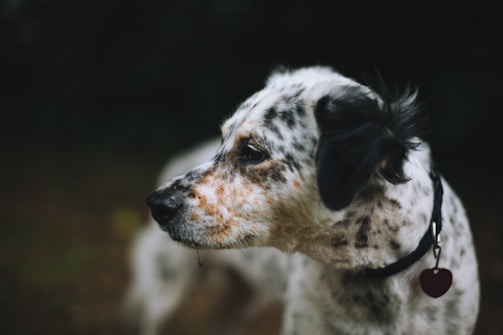 A close-up of a spotted dog with a black and white coat, wearing a collar with a heart-shaped tag. The dog is looking off into the distance with a calm and contemplative expression.