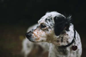 A close-up of a spotted dog with a black and white coat, wearing a collar with a heart-shaped tag. The dog is looking off into the distance with a calm and contemplative expression.
