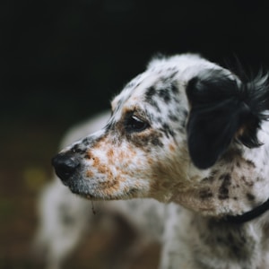 shallow focus photography of white and black dog