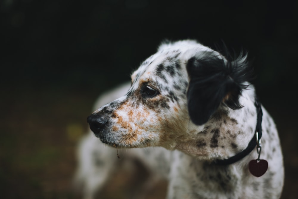 shallow focus photography of white and black dog