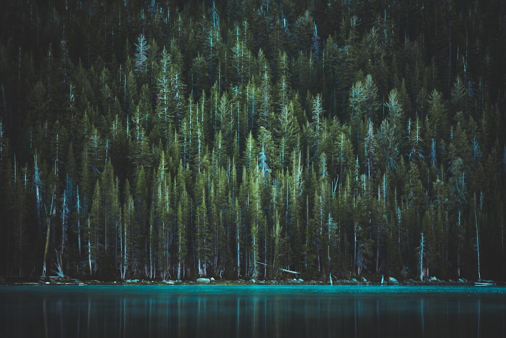 pinheiros verdes perto do corpo de água