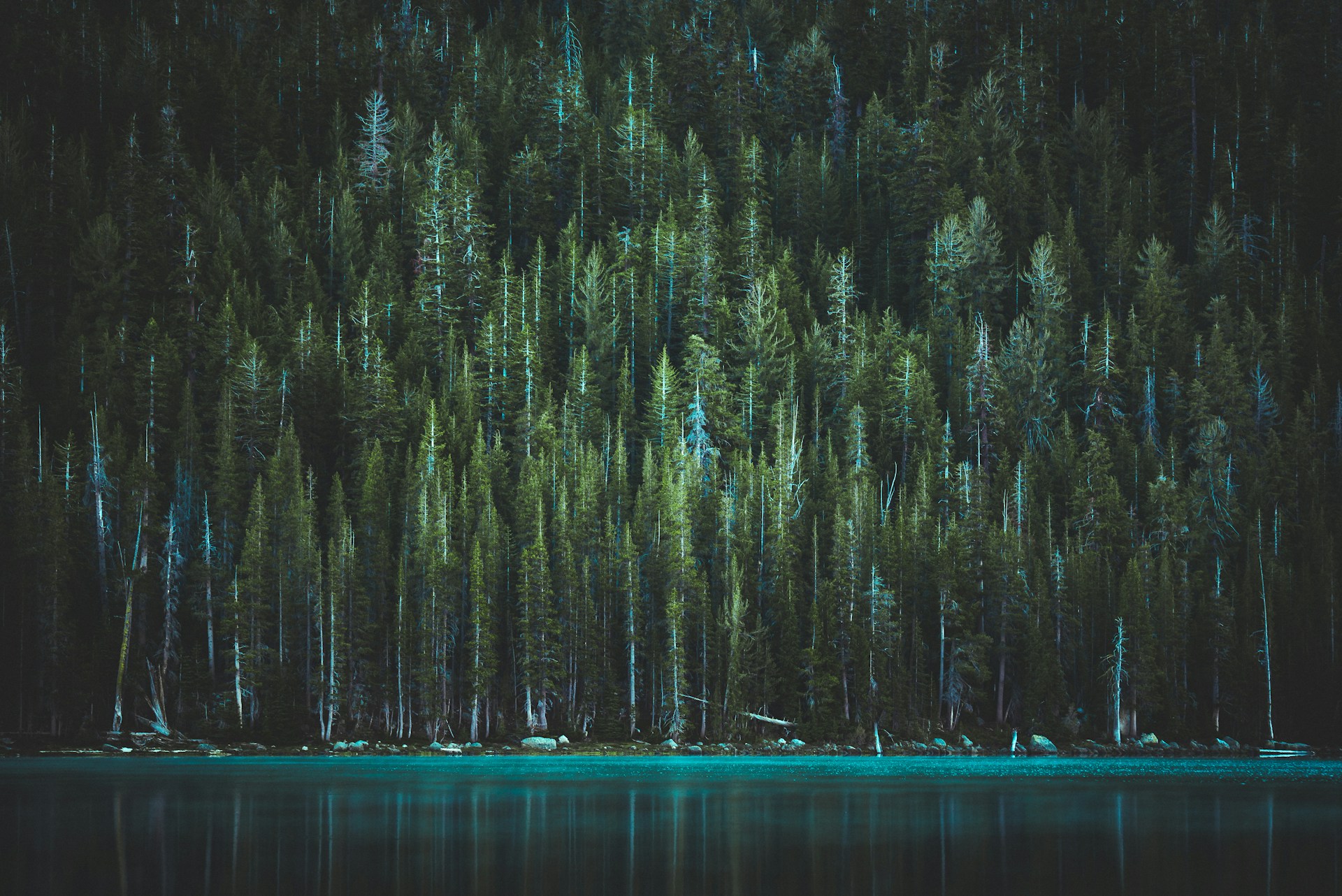 green pine trees near body of water