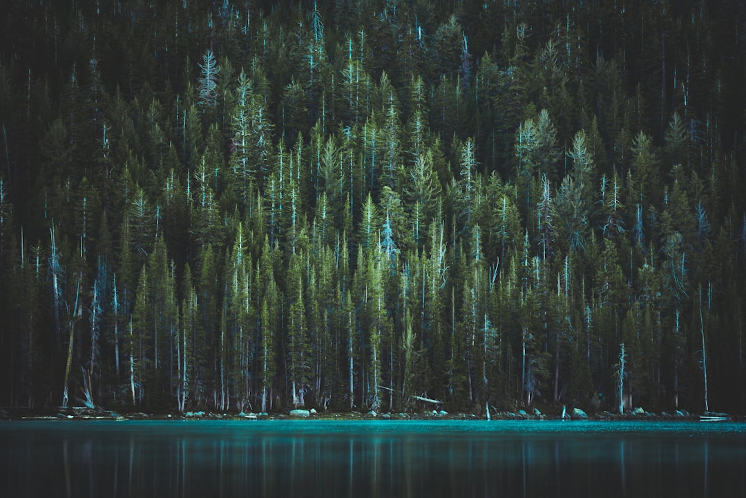 Forest photo spot Tenaya Lake United States