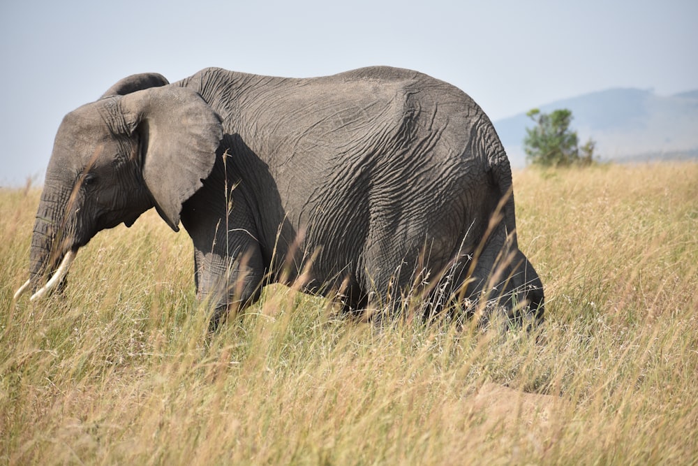 gray elephant under clear sky