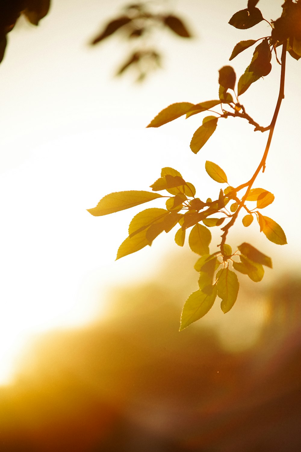 Photographie en gros plan de plante verte