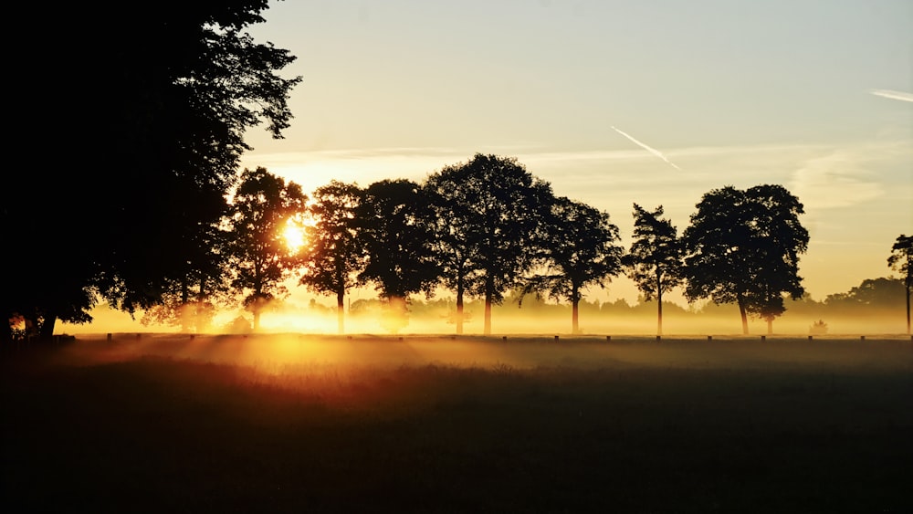 silhouette of trees during golden hour