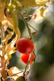 Close-up of ripe tomatoes hanging on the vine in morning sunlight.