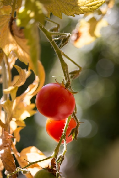 A close-up of vibrant, sun-ripened tomatoes hanging on the vine in the morning light.