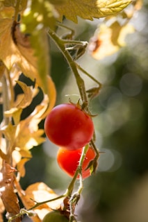 Two ripe red tomatoes hang from a vine with green stems, surrounded by out-of-focus foliage. The sunlight casts soft shadows and highlights on the leaves and tomatoes, creating a warm and inviting atmosphere.