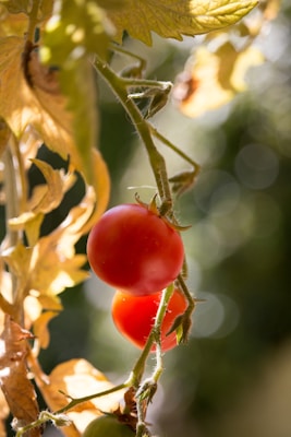 Two ripe red tomatoes hang from a vine with green stems, surrounded by out-of-focus foliage. The sunlight casts soft shadows and highlights on the leaves and tomatoes, creating a warm and inviting atmosphere.