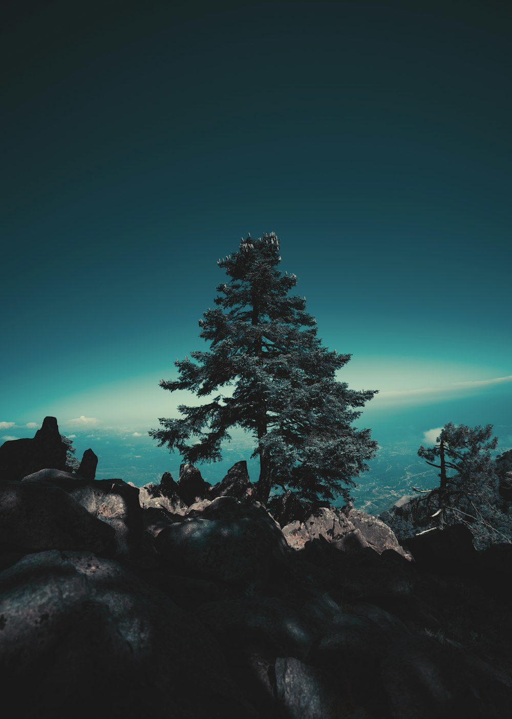 fotografía de paisaje de árbol de hojas verdes