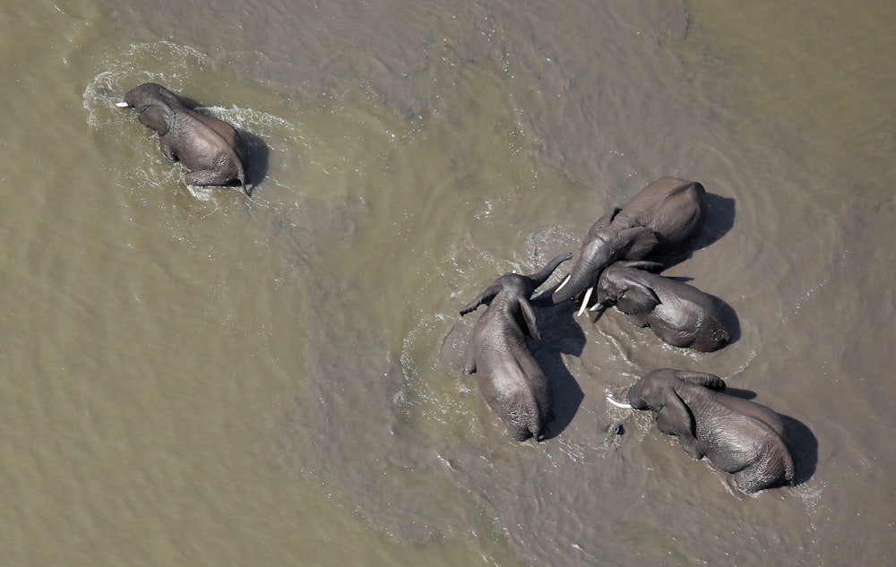 Cinq éléphants noirs dans un plan d’eau