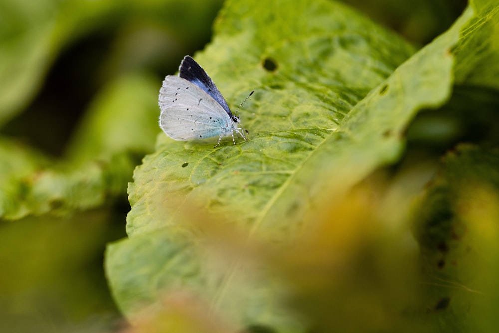 white and blue butterfly on focus photo