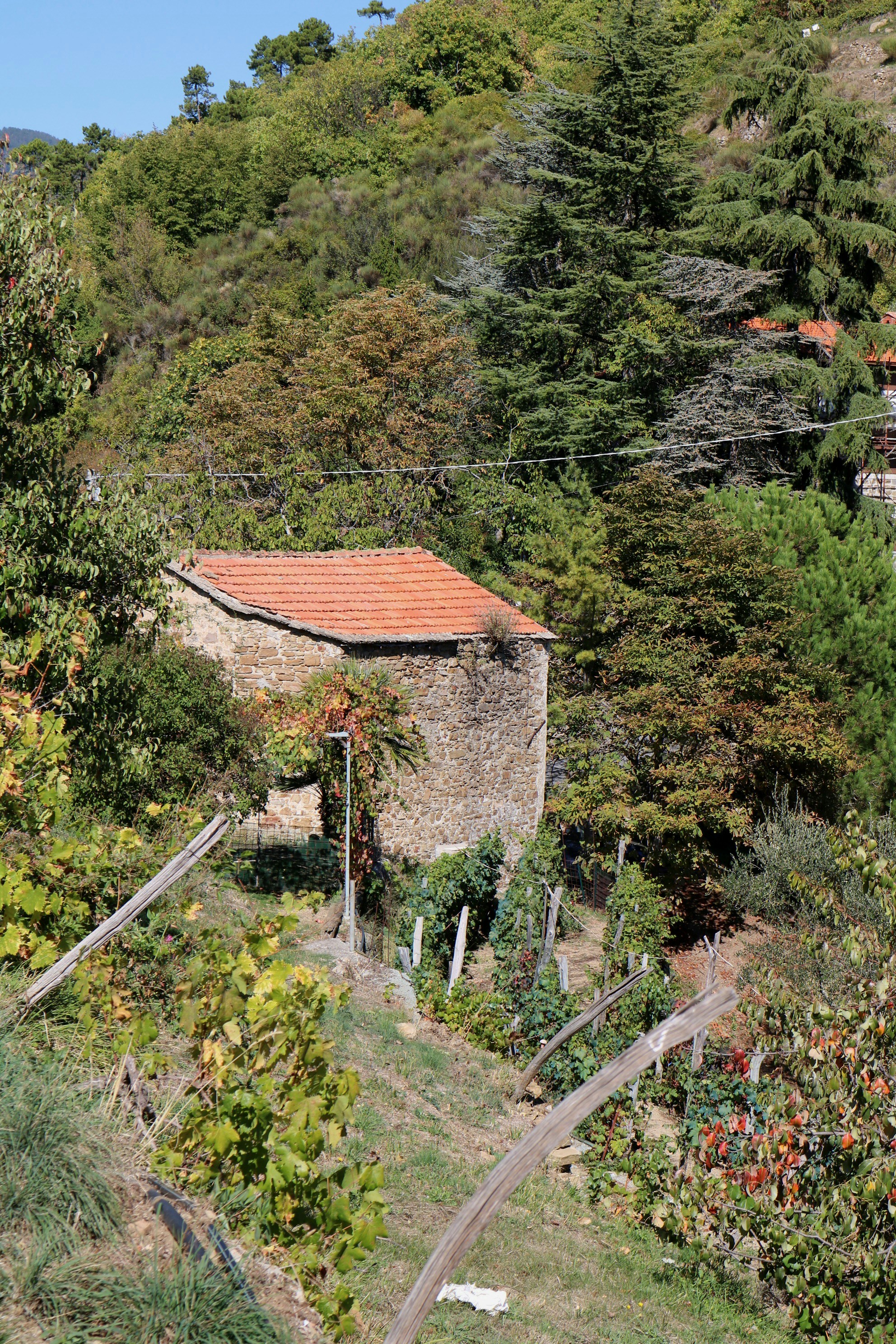 A rustic stone building is situated amidst lush greenery, with a red-tiled roof. The surrounding area is filled with dense vegetation, including a variety of trees and plants. The setting appears to be rural, with a small vineyard or garden in the foreground supported by wooden stakes.