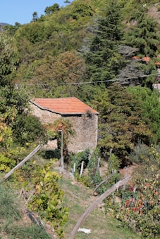 A rustic stone building is situated amidst lush greenery, with a red-tiled roof. The surrounding area is filled with dense vegetation, including a variety of trees and plants. The setting appears to be rural, with a small vineyard or garden in the foreground supported by wooden stakes.