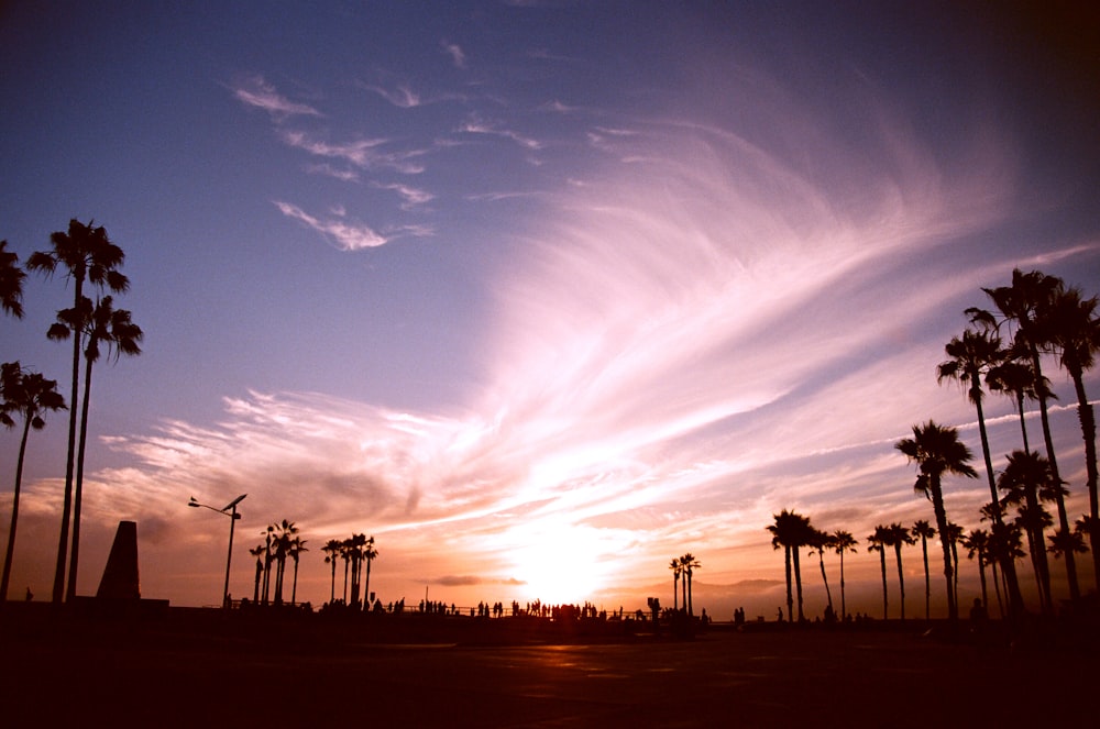 silhouette of trees during sunset