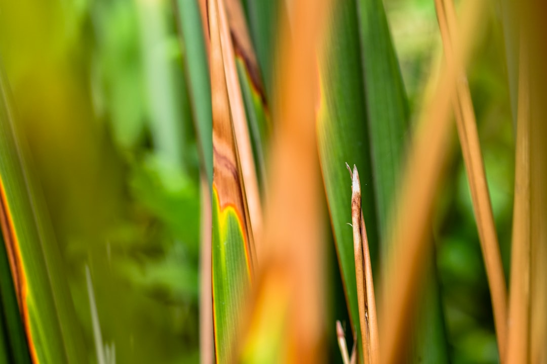 green leafed plants