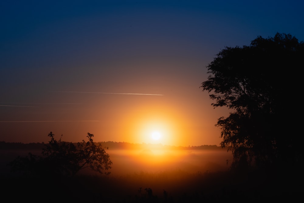 silhouette dell'albero all'alba