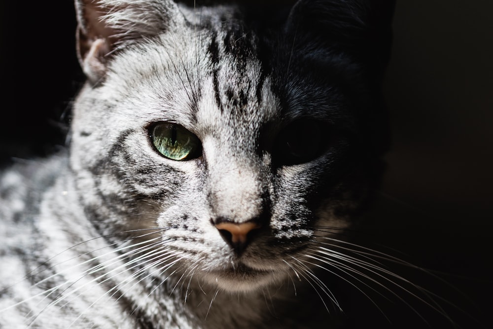 brown tabby cat close-up photography