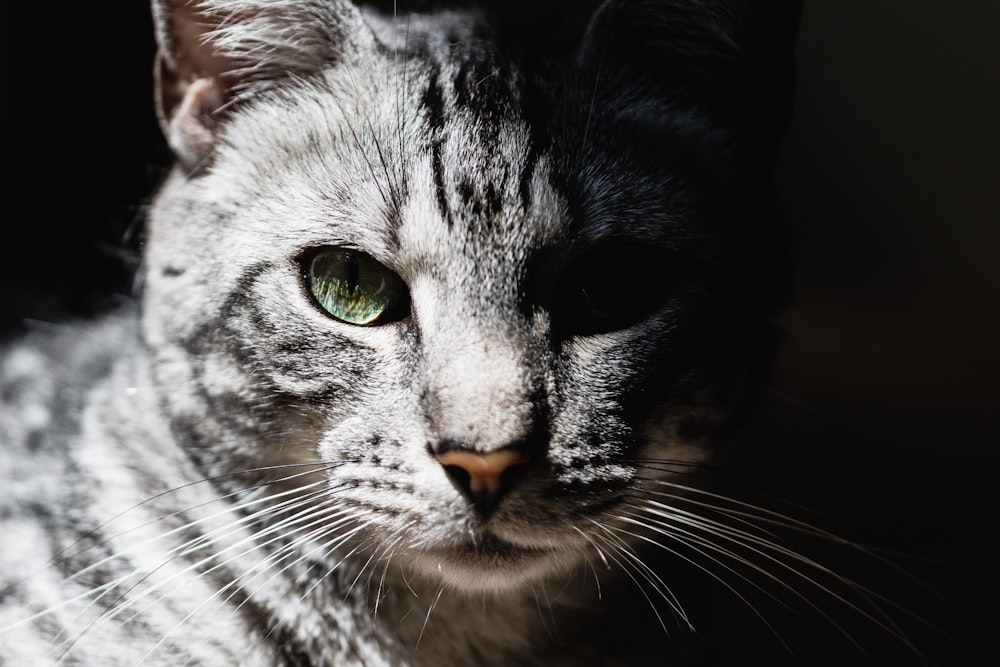 braun getigerte Katze Nahaufnahme Fotografie