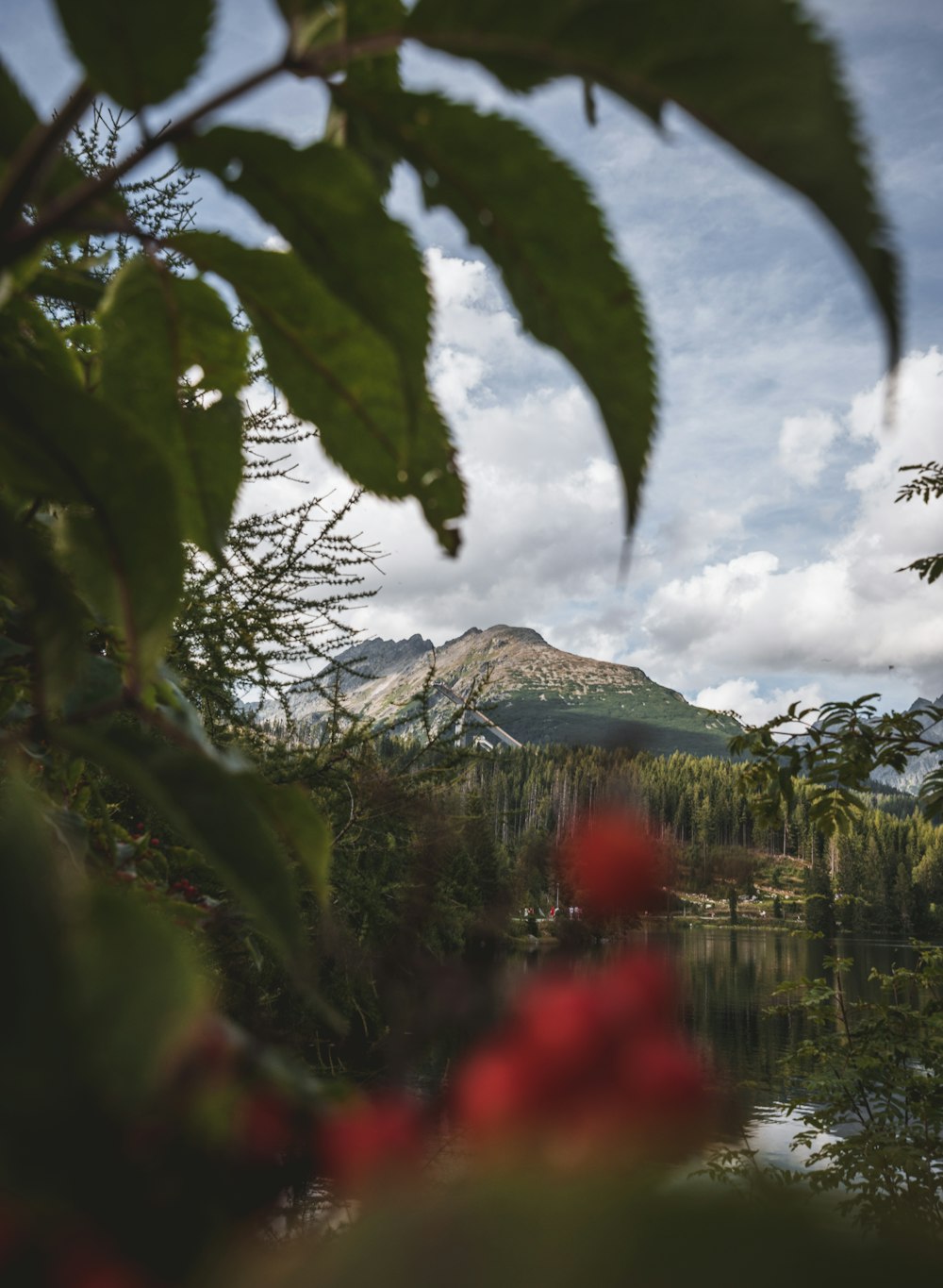 round red fruits overlooking mountain under white and blue sky at daytime