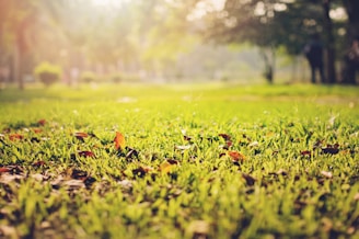 selective focus photography of grass field
