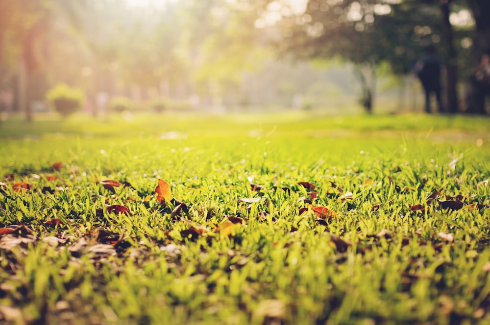 selective focus photography of grass field