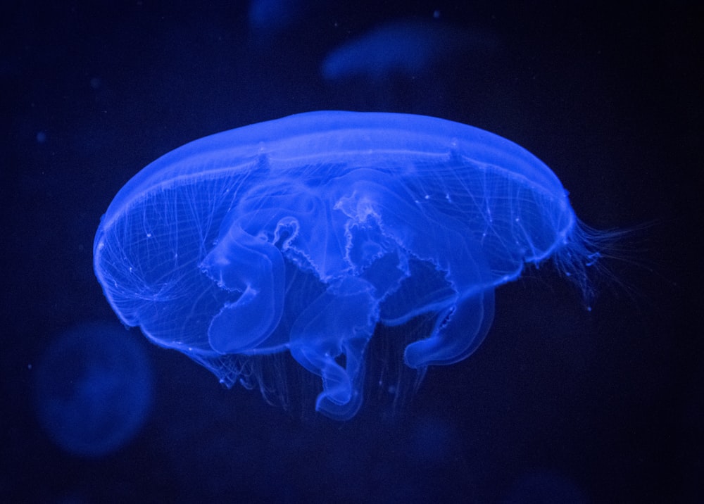 blue jellyfish