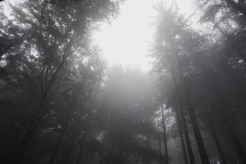 grayscale photography of sun striking through tall trees