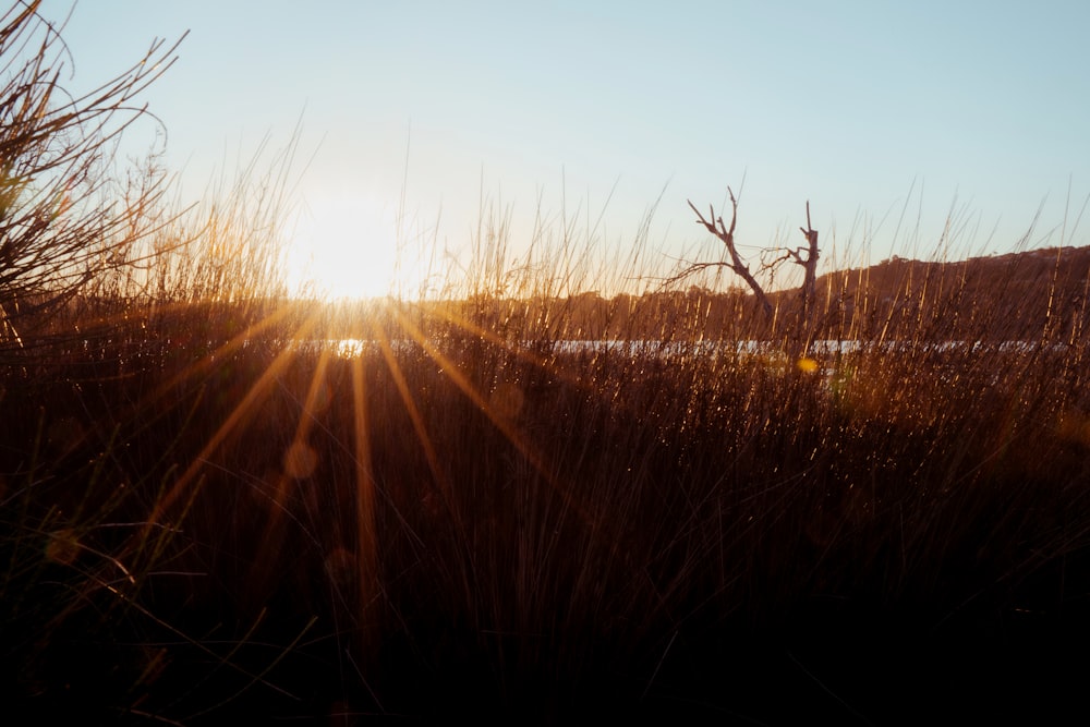 brown grass field during sunrise