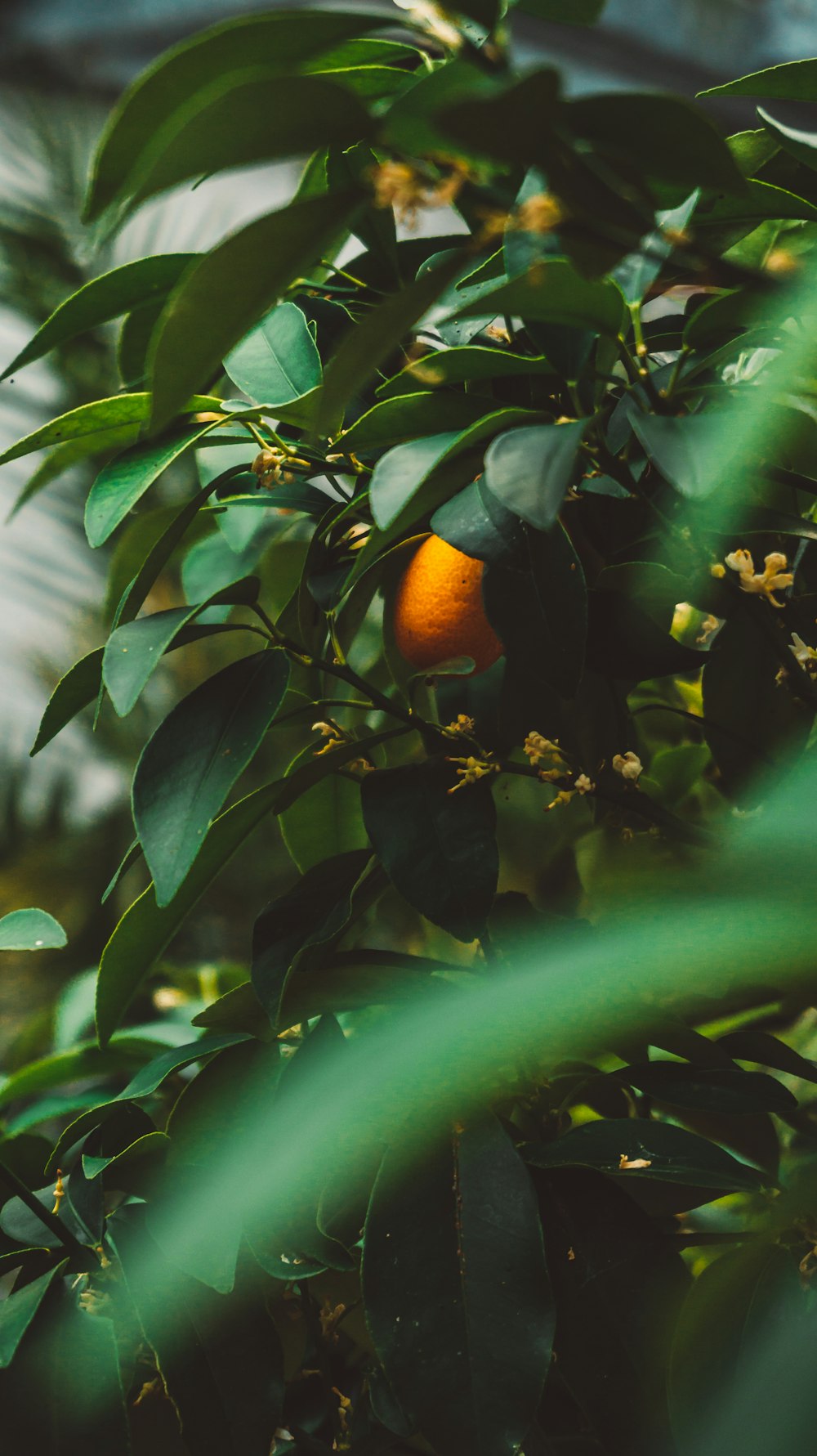 Fruto de naranja ovalada en el árbol