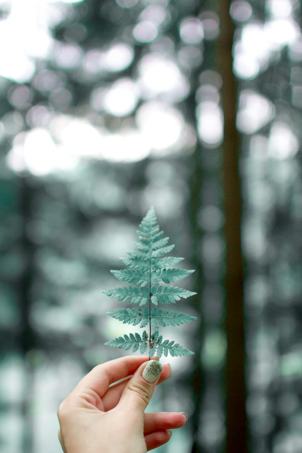 selective focused person holding fern leaf