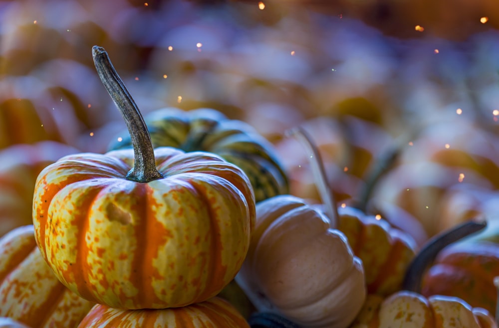 calabazas amarillas y naranjas