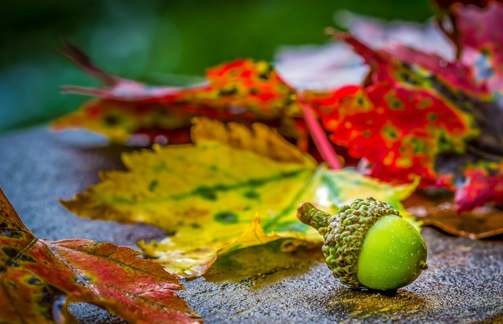 green fruit beside dried leaf