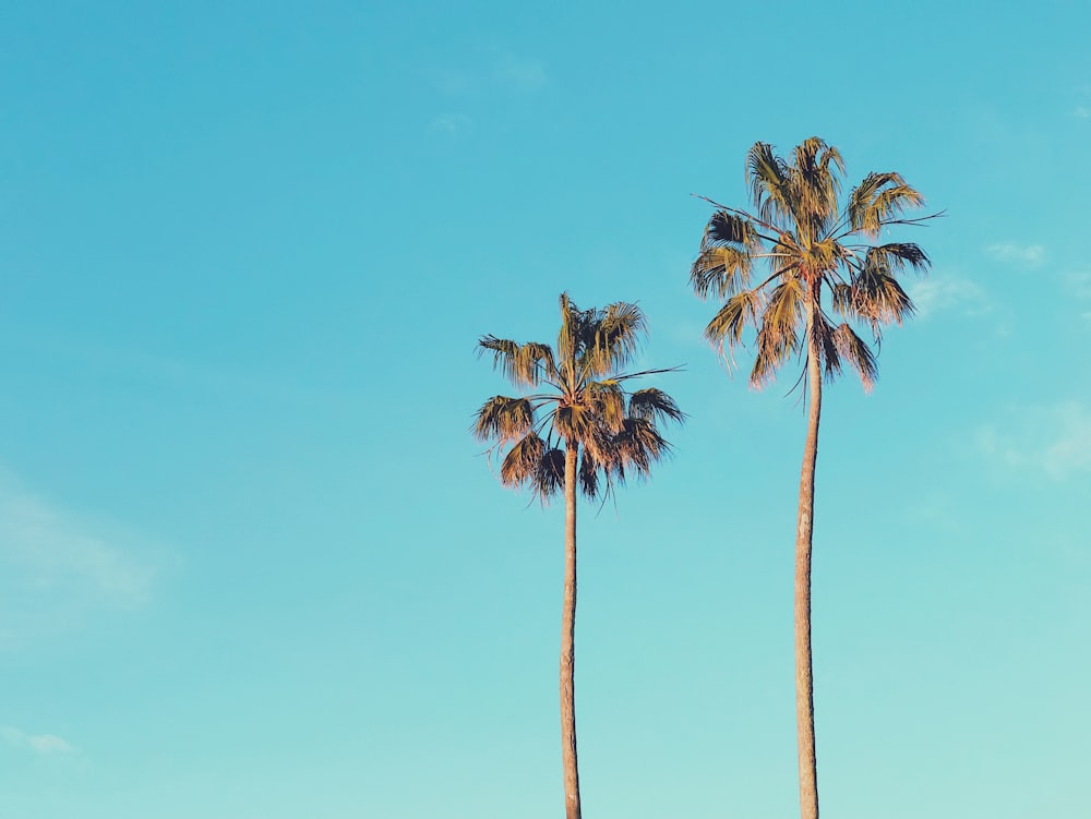 two brown palm trees