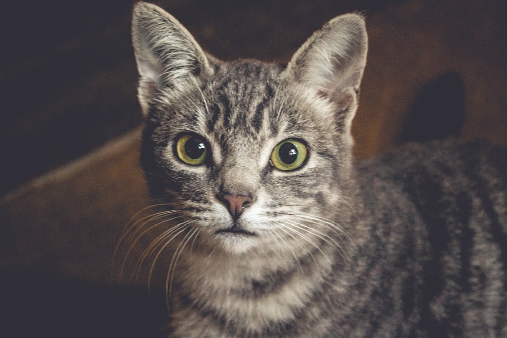 Fotografía de enfoque selectivo de gato atigrado marrón