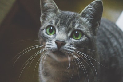 Warum Katzen im Katzenklo ihre Geschäfte vor ihren Besitzern erledigen - Verhalten und Lösungen